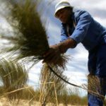 South Africa’s beloved Rooibos tea is now in the same league as Champagne, Feta, and Irish Whiskey