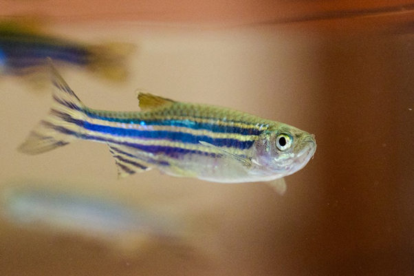 zebrafish