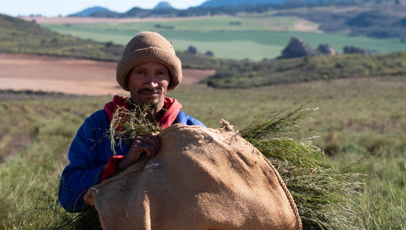 South Africa’s rooibos industry just paid out R12.2 million to the Khoi and San communities